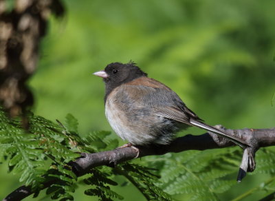 Dark-eyed Junco