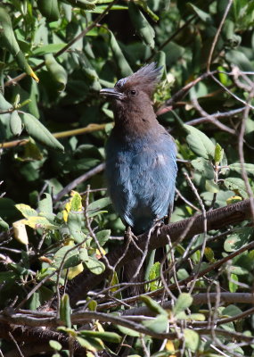 Steller's Jay