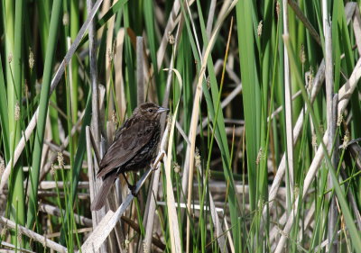 Red-winged Blackbird