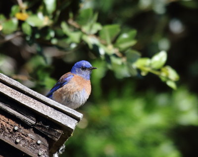 Western Bluebird