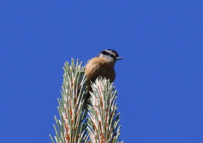 Red-breasted Nuthatch