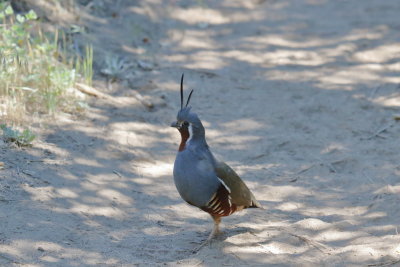 Mountain Quail