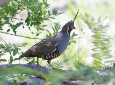 Mountain Quail