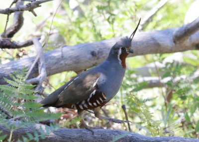 Mountain Quail