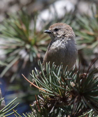 Bushtit