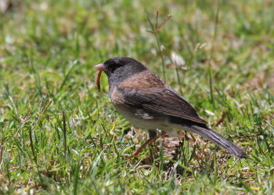 Dark-eyed Junco