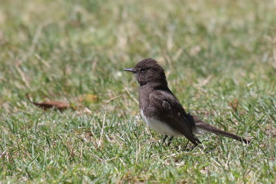 Black Phoebe