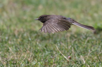 Black Phoebe