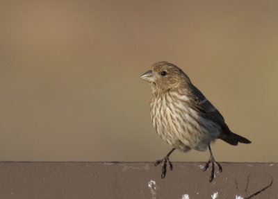 House Finch