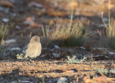 Western Bluebird