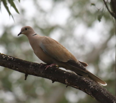 Eurasian Collared-Dove