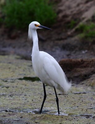 Snowy Egret