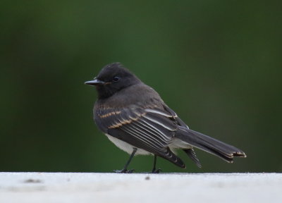 Black Phoebe