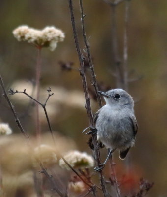 California Gnatcatcher