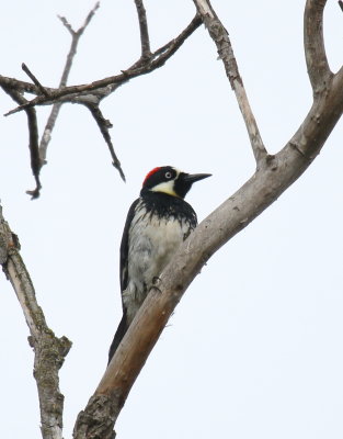 Acorn Woodpecker