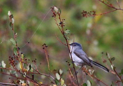 California Gnatcatcher