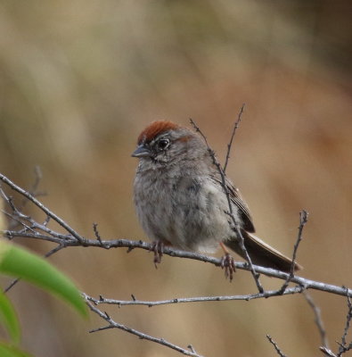 Rufous-crowned Sparrow