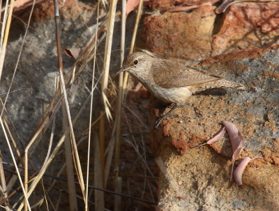 Rock Wren