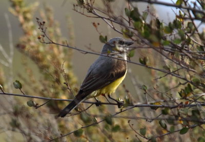 Western Kingbird