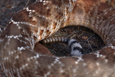 Rattlesnake