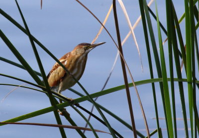 Least Bittern