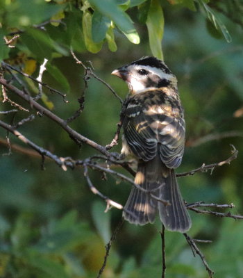 Black-headed Grosbeak