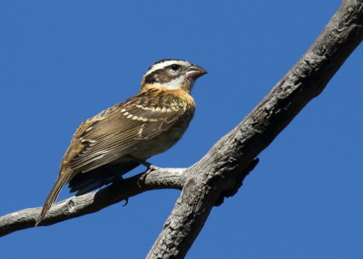 Black-headed Grosbeak