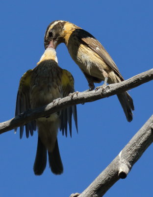 Black-headed Grosbeak