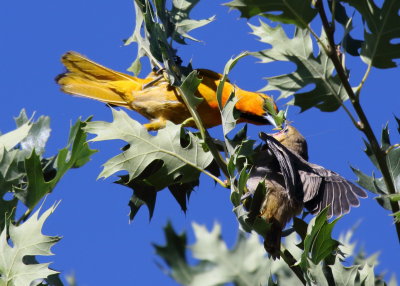 Bullock's Oriole