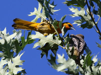 Bullock's Oriole