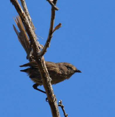 Wrentit