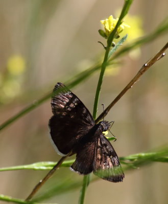 Funeral Duskywing
