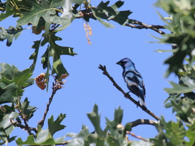 Indigo Bunting