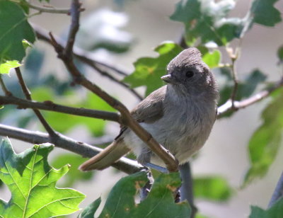 Oak Titmouse