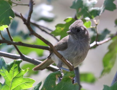 Oak Titmouse