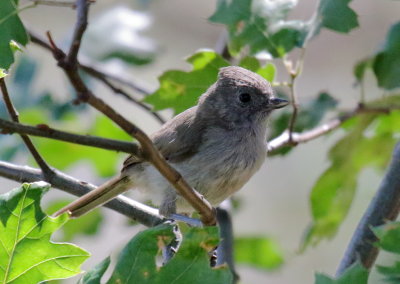 Oak Titmouse