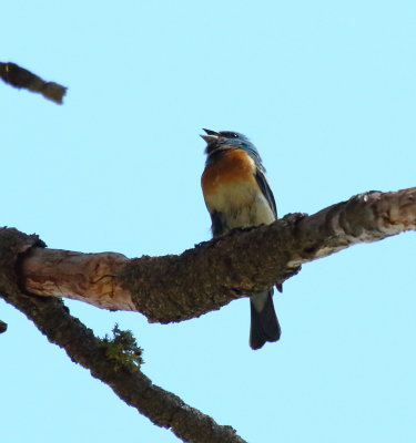 Lazuli Bunting