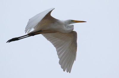 Great Egret