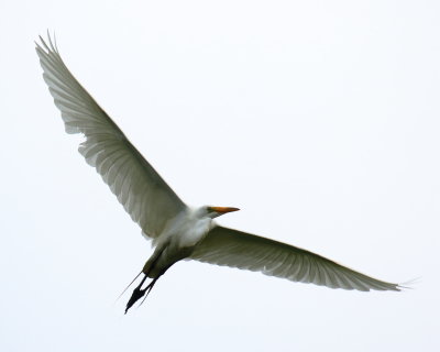 Great Egret