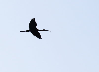 White-faced Ibis