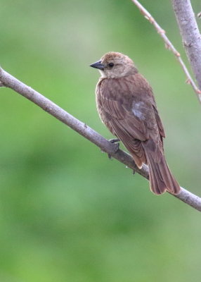 Brown-headed Cowbird