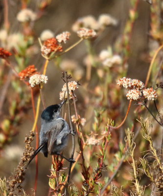 California Gnatcatcher