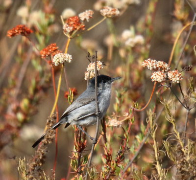 California Gnatcatcher