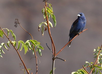 Blue Grosbeak