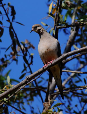 Mourning Dove