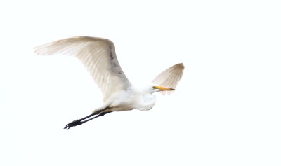 Great Egret in high key