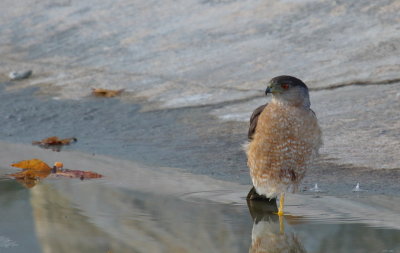 Cooper's Hawk