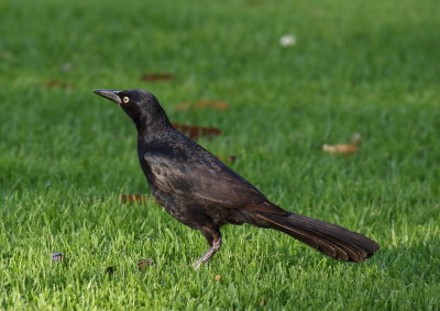 Great-tailed Grackle