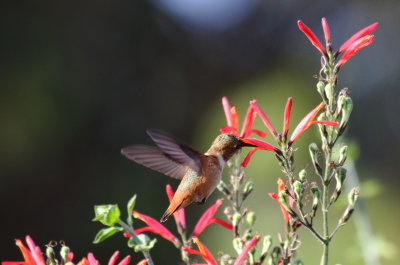 Allen's Hummingbird