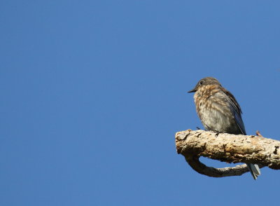 Western Bluebird